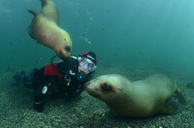 Buceo con Lobos Marinos