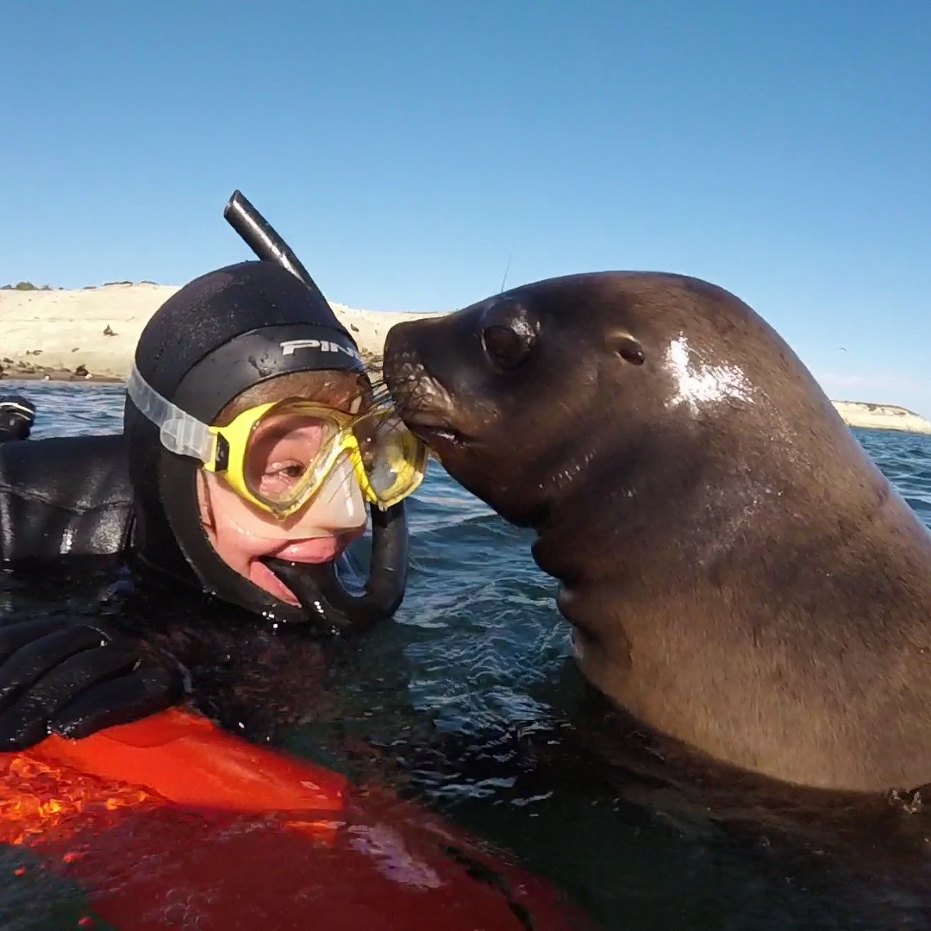 Buceo con Lobos Marinos