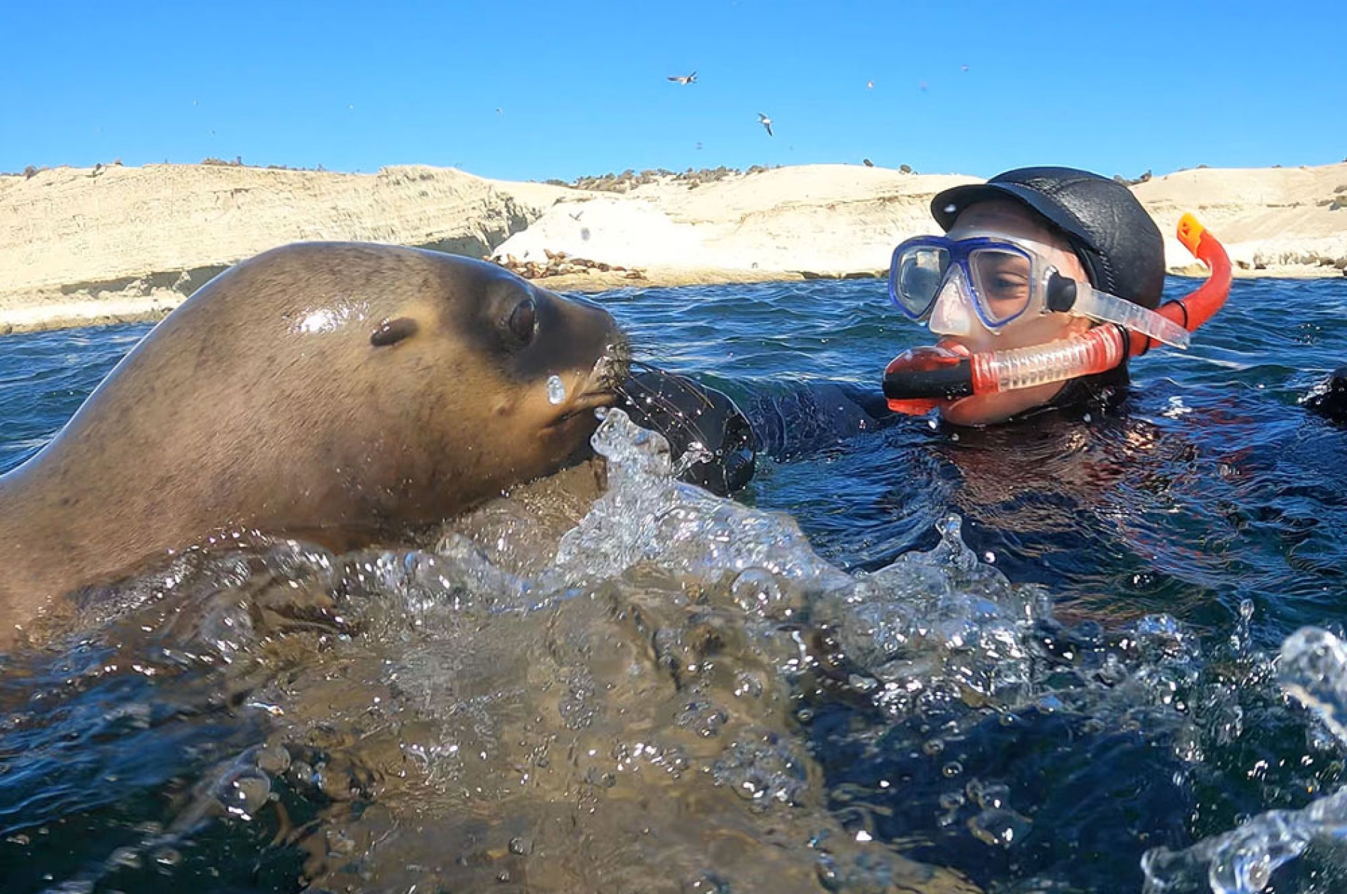 Snorkeling con Lobos Marinos