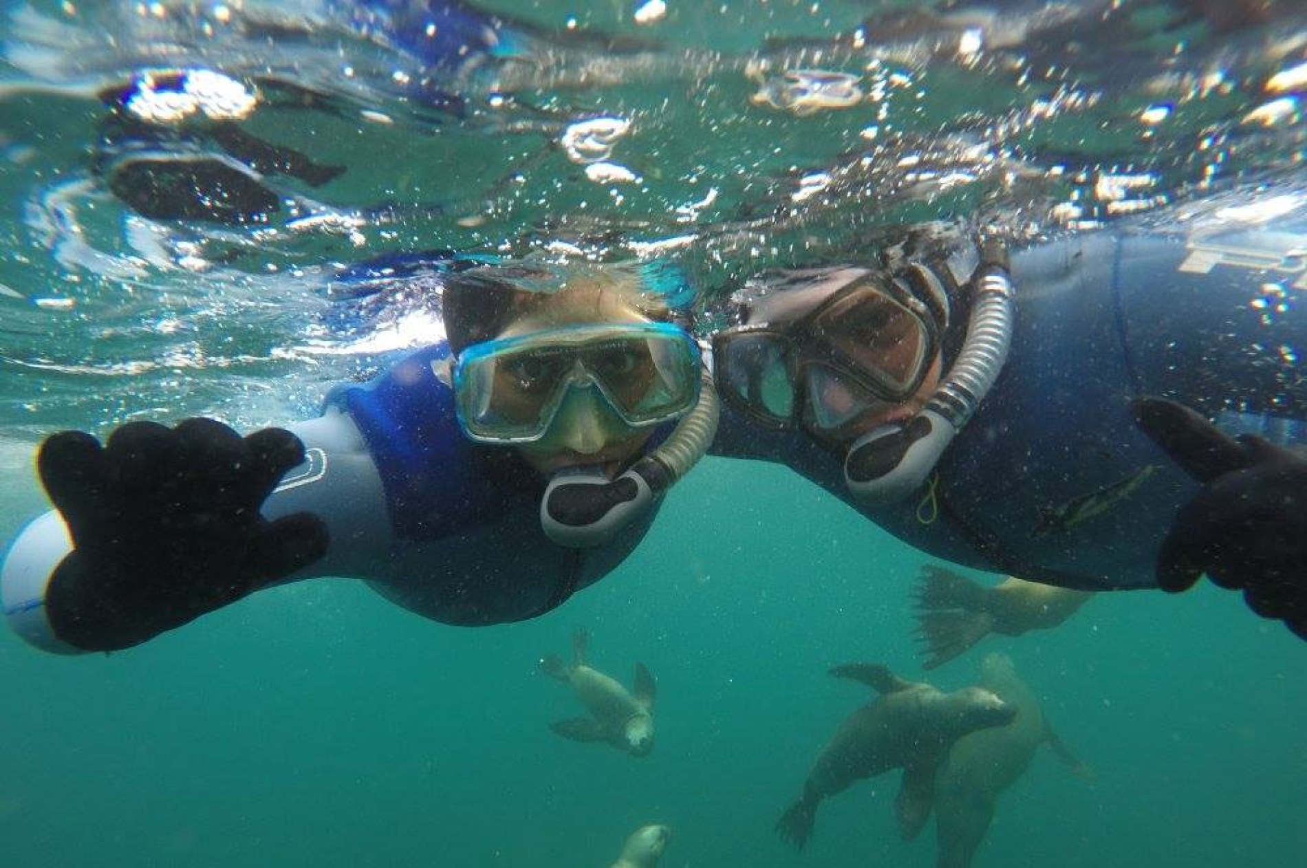 Snorkeling con Lobos Marinos